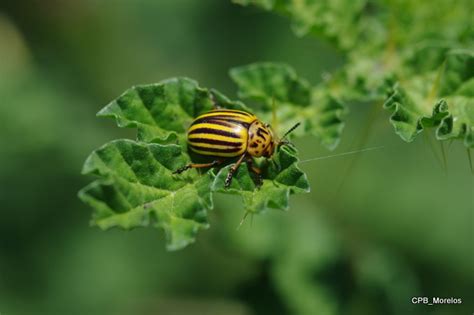 Our research interests | Insect Agroecology and Evolution Lab