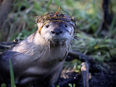 North American River Otter (Lontra canadensis) - Putah Creek Council