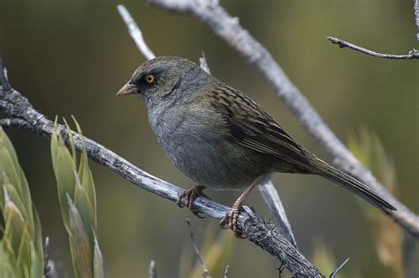 Volcano Junco: Field Guide, Pictures, Habitat & Info - Optics Mag