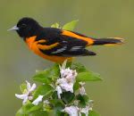 Flower Hill Farm: Birds in Review Part XXXIII 'A Bird Parade' Indigo Bunting