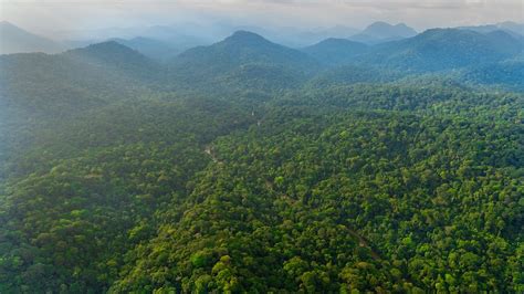 Norway pays Gabon $17m for forest protection despite deforestation spike