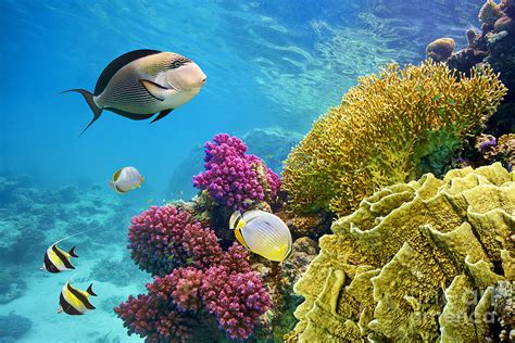 Underwater Scene With Coral Reef Photograph by John walker - Fine Art ...