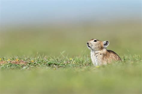 Plateau Pika (Ochotona curzoniae) | Plateau Pika (Ochotona c… | Flickr