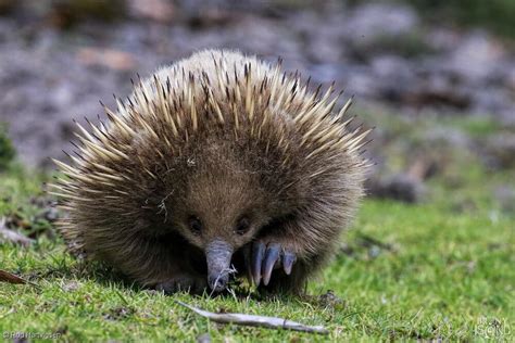 Bruny Island Tasmania Wildlife