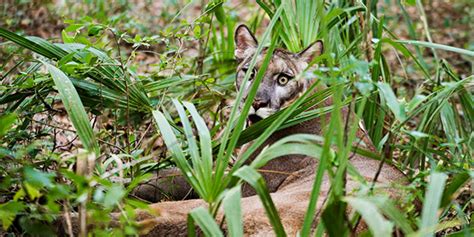 Florida Panther | National Wildlife Federation