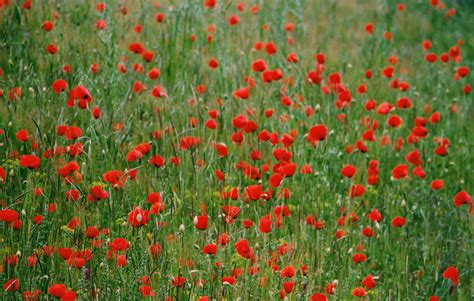 Photo of Poppy Field · Free Stock Photo