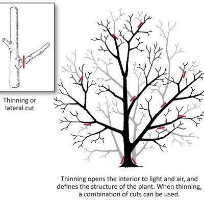 ORCHARD MANAGEMENT: PRUNING FOR MAXIMUM YIELD