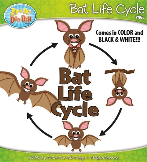 Bat Life Cycle Clipart {Zip-A-Dee-Doo-Dah Designs} | Life cycles, Clip art, Bat