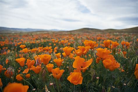 ADVENTURES IN POPPYLAND // THE ANTELOPE VALLEY POPPY RESERVE - Love & Loathing Los Angeles