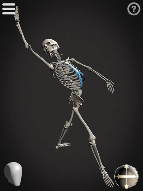 Skelly - Poseable Anatomy Model for Artists - AppRecs