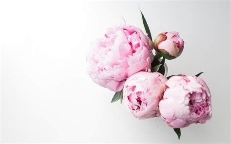 Peonies Wallpapers HD - Wallpaper Cave