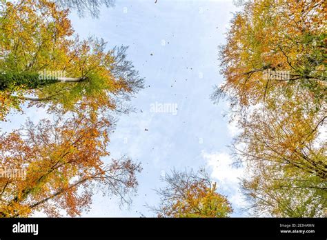 Autumn forests scene Stock Photo - Alamy