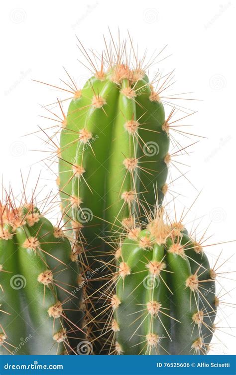 Cactus plant isolated stock photo. Image of bush, cacti - 76525606