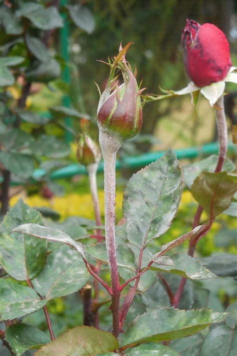 How to Identify and Treat Powdery Mildew on Roses | Gardener’s Path