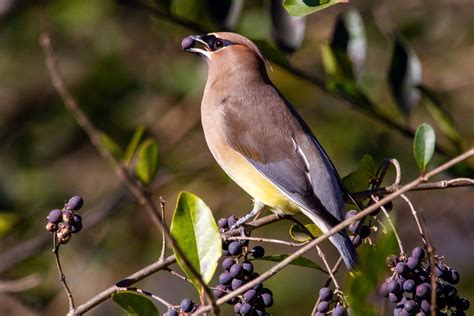 Top 20 Berry Producing Trees and Shrubs To Feed the Birds — authorvbray.com