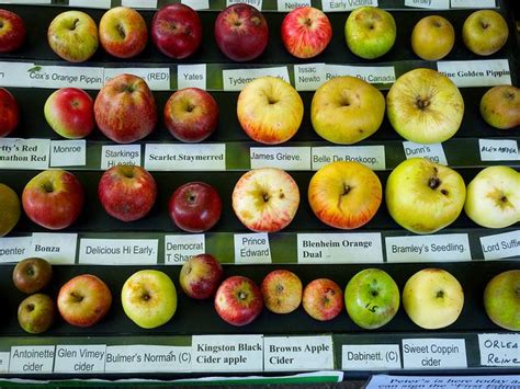 apple varieties @Joanne Lim which is ur favorite? *lol* Food Ads, A ...