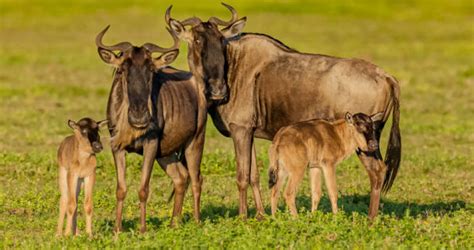 3 Days Great wildebeest Migration with Ngorongoro Crater Safari - TravellersQuest