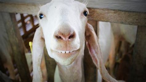 Funny Goats 🐐 Funny and Cute Goats (Part 1) [Funny Pets] | Cute goats, Cute animals, Funny animals