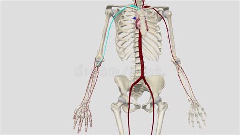 Forearm: Radial and Ulnar Arteries Stock Video - Video of healing, flow ...