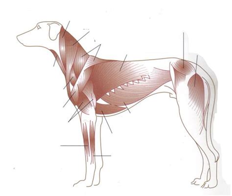 Canine Muscular System Diagram | Quizlet