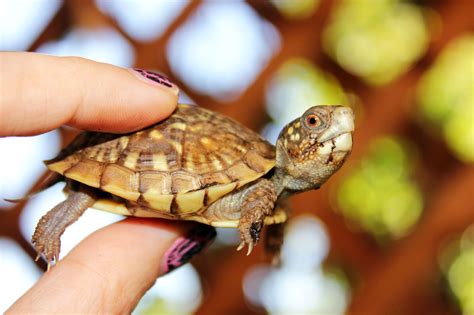 Best Pet Turtles In India - Petspare