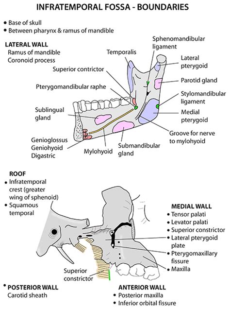 Instant Anatomy - Head and Neck - Areas/Organs - Mandible - Other ...