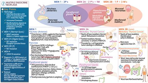 Endocrine System: Multiple Endocrine Neoplasia (MEN) | Draw It to Know It