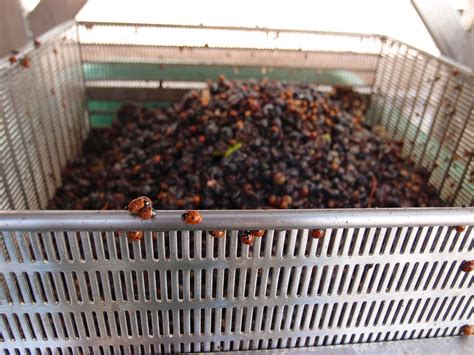 harvest – 1st september (part 2) – Burgundy-Report