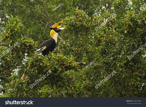 Great Hornbill Male Eating Fruit Nature Stock Photo 418561909 ...