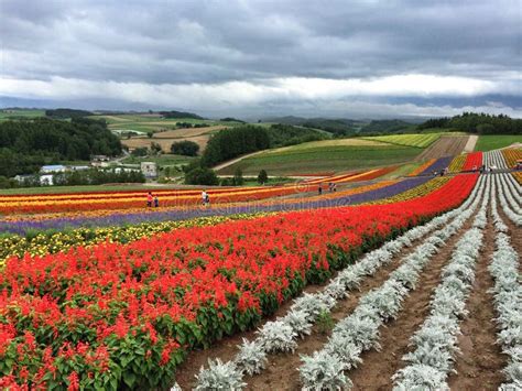 Furano stock photo. Image of color, land, guide, planting - 44429236