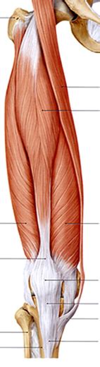 Knee Extensors (Anatomy) Diagram | Quizlet