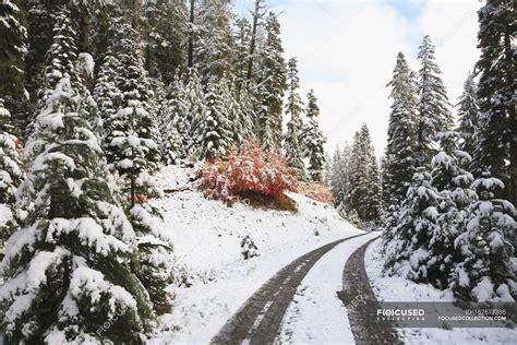 Winter Road, Mount Hood National Forest — roadways, oregon cascades - Stock Photo | #162677386