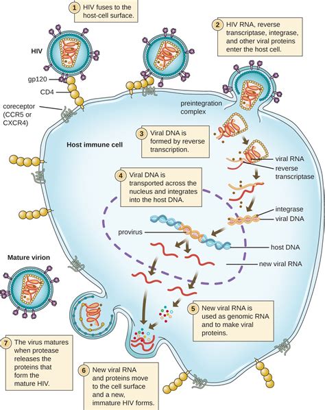 The Viral Life Cycle | Microbiology