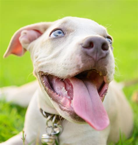 Blue Nose Pitbull Facts, Fun, Pros and Cons of a Blue Nosed Pup