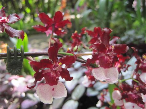 Oncidium Sharry Baby orchid hybrid care and culture | Travaldo's blog