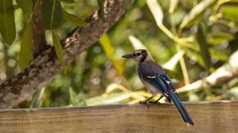 Blue Jay Egg Color: How Many Are There? - Birds Tracker