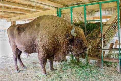 History of Angus Cattle | MOTHER EARTH NEWS | Cattle, Farm layout, Farm ...