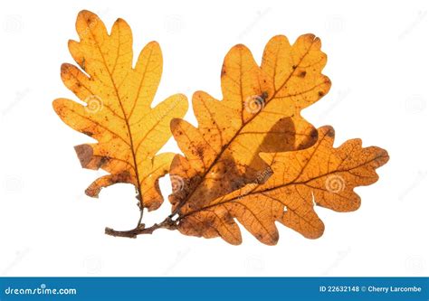 English Oak Leaves Royalty Free Stock Photos - Image: 22632148