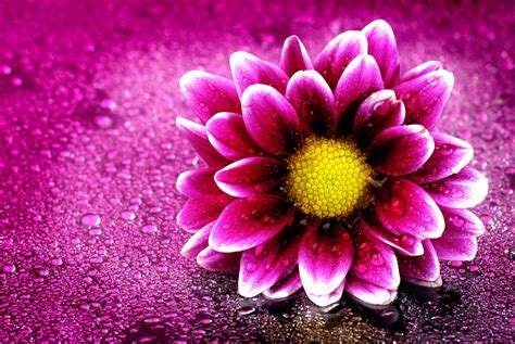 Download Water Drop Purple Flower Purple Artistic Flower 4k Ultra HD Wallpaper