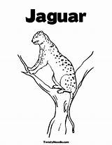 Jaguar Coloring Pages  Nation sketch template
