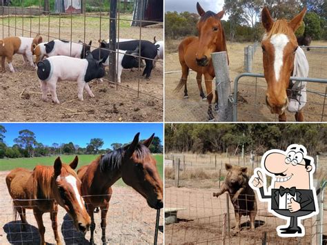 Happy Pig Farm in Stanthorpe - Restaurant reviews