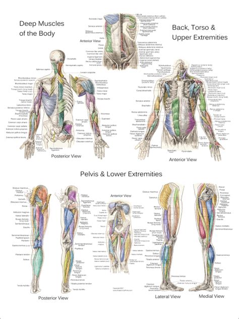 Muscle Anatomy Posters - Anterior, Posterior & Deep Layers