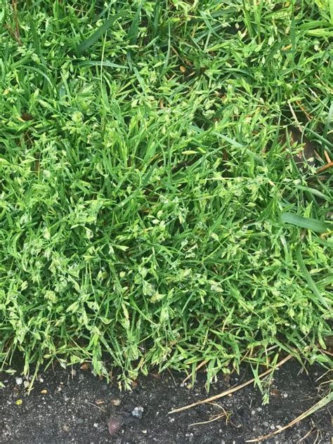 Know a Weed: Poa annua | Henrico Horticulture