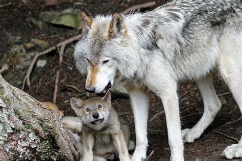 How Many Babies Can Wolf Have? Let's Know!