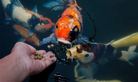 What do fish eat in a pond? | Pond Fish Feeding Tips