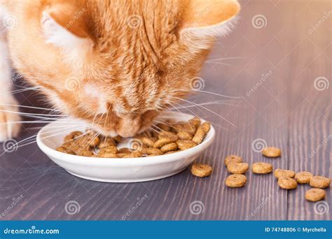 Red Cat Eating Dry Food from a Plate, Sitting on the Floor Stock Photo ...