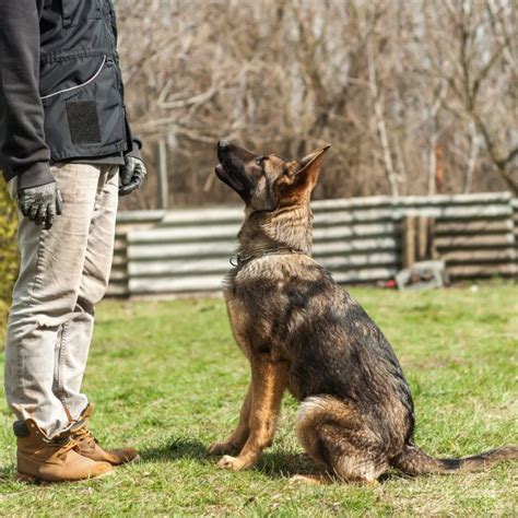 First 4 Commands To Teach Your German Shepherd Puppy - German Shepherd Dog HQ