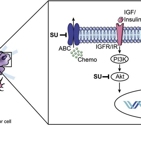 Schematic representation of the mechanism of action of sulfonylurea ...