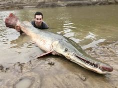 21 Alligator Gar ideas | alligator, monster fishing, river monsters