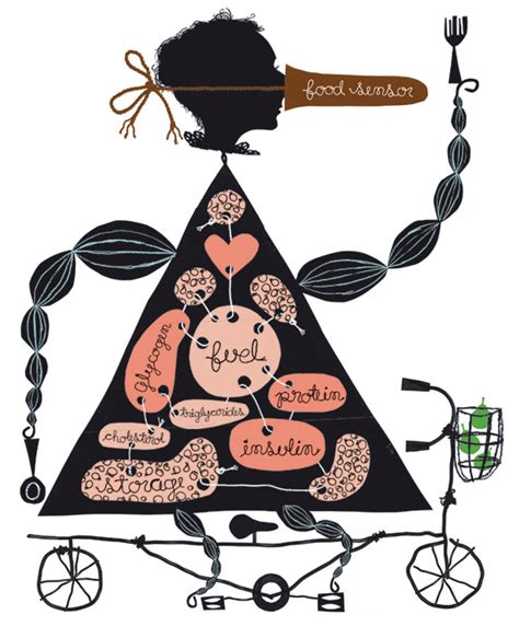 A scientific-ish diagram of metabolism for Real Simple Magazine